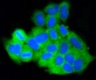 MCL1 Antibody in Immunocytochemistry (ICC/IF)