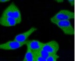 CALM1 Antibody in Immunocytochemistry (ICC/IF)