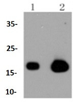 CAV3 Antibody in Western Blot (WB)