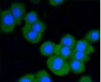STAT3 Antibody in Immunocytochemistry (ICC/IF)