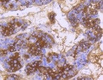 DNAJC15 Antibody in Immunohistochemistry (Paraffin) (IHC (P))