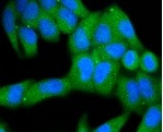 KIF23 Antibody in Immunocytochemistry (ICC/IF)