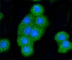 BAK1 Antibody in Immunocytochemistry (ICC/IF)