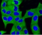 MAP1LC3A Antibody in Immunocytochemistry (ICC/IF)