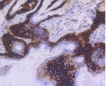 KRT15 Antibody in Immunohistochemistry (Paraffin) (IHC (P))