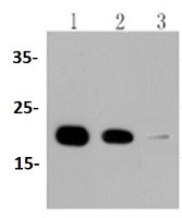 PPIB Antibody in Western Blot (WB)