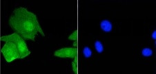H3-3A Antibody in Immunocytochemistry (ICC/IF)