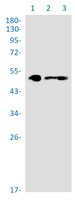 MEF2A/MEF2C Antibody in Western Blot (WB)