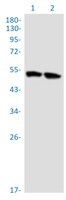 DAPK3 Antibody in Western Blot (WB)