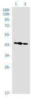 WWOX Antibody in Western Blot (WB)