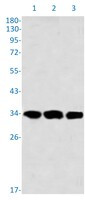 USF1 Antibody in Western Blot (WB)