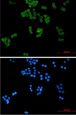 UBE2L3 Antibody in Immunocytochemistry (ICC/IF)