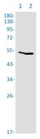 WARS1 Antibody in Western Blot (WB)