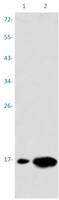 TRAPPC2 Antibody in Western Blot (WB)