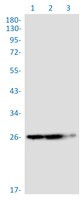 TPMT Antibody in Western Blot (WB)