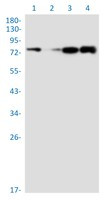 CRTC2 Antibody in Western Blot (WB)