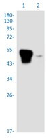 TFPI Antibody in Western Blot (WB)