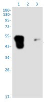 TFPI Antibody in Western Blot (WB)