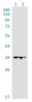GTF2B Antibody in Western Blot (WB)