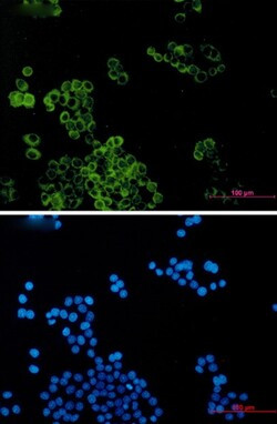 DYNLT1 Antibody in Immunocytochemistry (ICC/IF)