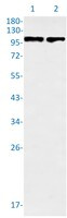 STAT6 Antibody in Western Blot (WB)