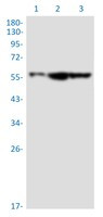 SMARCD1 Antibody in Western Blot (WB)