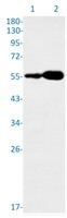 SEPTIN8 Antibody in Western Blot (WB)