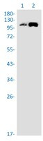 SEC24D Antibody in Western Blot (WB)