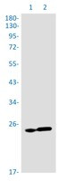 RPS8 Antibody in Western Blot (WB)