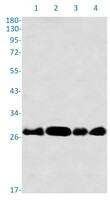RPA2 Antibody in Western Blot (WB)