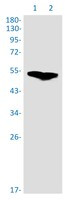 RNF14 Antibody in Western Blot (WB)