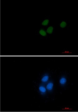 RCC1 Antibody in Immunocytochemistry (ICC/IF)