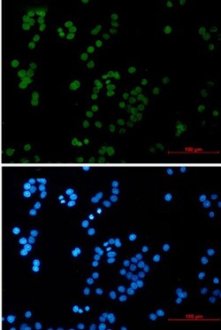 UIMC1 Antibody in Immunocytochemistry (ICC/IF)