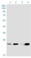 CRADD Antibody in Western Blot (WB)