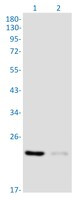 RAB29 Antibody in Western Blot (WB)