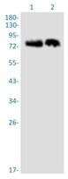 QSOX1 Antibody in Western Blot (WB)