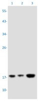 PTP4A2 Antibody in Western Blot (WB)