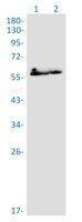 PRPF4 Antibody in Western Blot (WB)