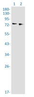 CUX1 Antibody in Western Blot (WB)