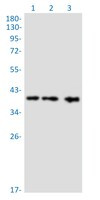 AKT1S1 Antibody in Western Blot (WB)