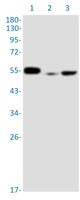 PPP2R5E Antibody in Western Blot (WB)