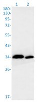PPCS Antibody in Western Blot (WB)