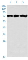 PREPL Antibody in Western Blot (WB)