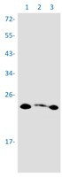 PMF1 Antibody in Western Blot (WB)