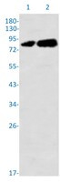 PRKCQ Antibody in Western Blot (WB)