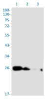 PRDX6 Antibody in Western Blot (WB)