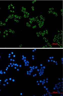 PRDX3 Antibody in Immunocytochemistry (ICC/IF)