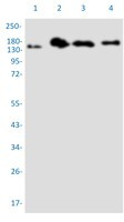 PELP1 Antibody in Western Blot (WB)