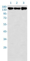 PELP1 Antibody in Western Blot (WB)