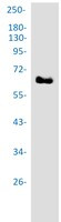 PXN Antibody in Western Blot (WB)